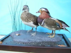 zoom动物人ckc：深入了解这一新兴文化现象及其对社会的影响与发展趋势