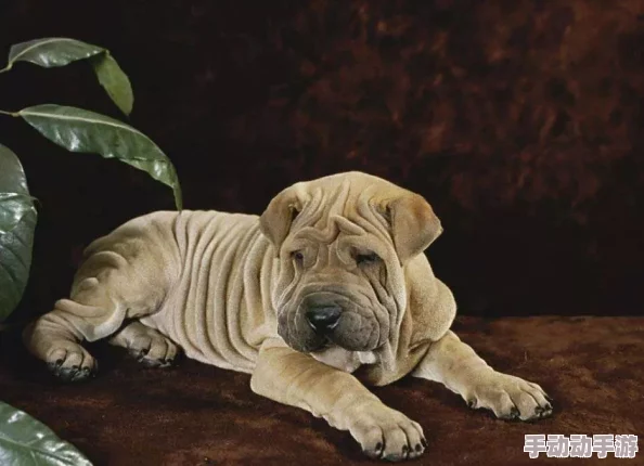 zoom动物人ckc：深入了解这一新兴文化现象及其对社会的影响与发展趋势