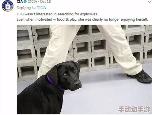 zoom动物人ckc：深入了解这一新兴文化现象及其对社会的影响与发展趋势