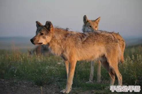 艾尔登法环游戏中:寒冷属性与锋利属性哪个更加实用对比分析 艾尔登法环游戏中:寒冷属性与锋利属性哪个更加实用对比分析