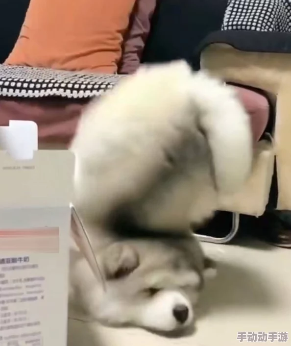 主人扒开腿揉捏花蒂cfh，近日网络热议宠物行为引发的伦理讨论，专家呼吁关注动物权益问题