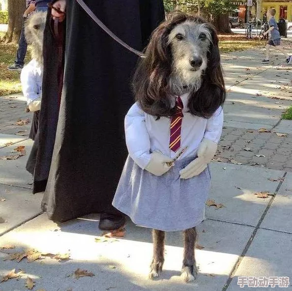 吃了春晚药后有多疯狂狗?网友分享搞笑视频,萌犬舞姿引发热议,瞬间成为网络新宠! 吃了春晚药后有多疯狂狗?网友分享搞笑视频,萌犬舞姿引发热议,瞬间成为网络新宠!