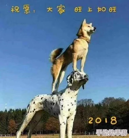 吃了春晚药后有多疯狂狗?网友分享搞笑视频,萌犬舞姿引发热议,瞬间成为网络新宠! 吃了春晚药后有多疯狂狗?网友分享搞笑视频,萌犬舞姿引发热议,瞬间成为网络新宠!