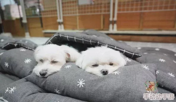 吃了春晚药后有多疯狂狗?网友分享搞笑视频,萌犬舞姿引发热议,瞬间成为网络新宠! 吃了春晚药后有多疯狂狗?网友分享搞笑视频,萌犬舞姿引发热议,瞬间成为网络新宠!