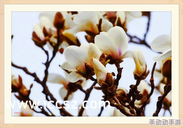 麻豆果冻国产91在线极品：最新动态揭示了该系列产品在市场上的热销情况及消费者反馈，展现出其独特魅力与竞争优势