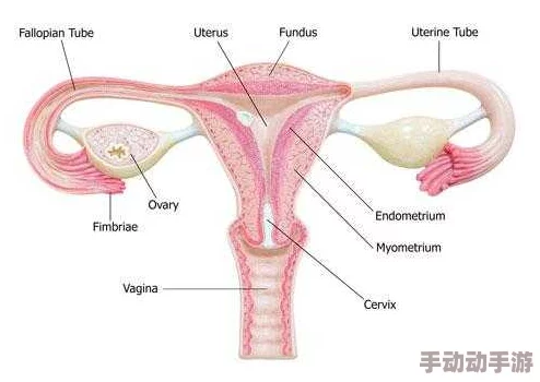 云缨的卵巢：最新研究揭示其在生殖健康中的重要作用与潜在应用前景