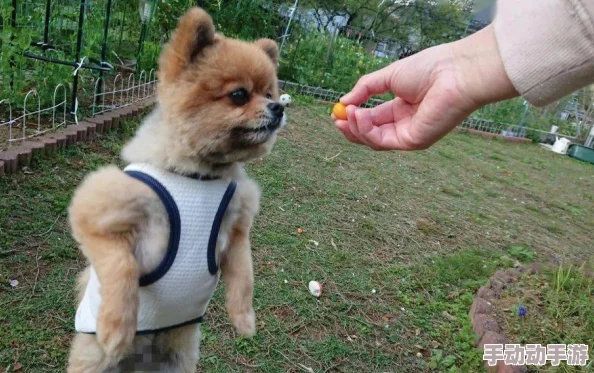 小奶狗腹肌体育生天台放烟花，真是太有趣了！这画面简直让人忍俊不禁