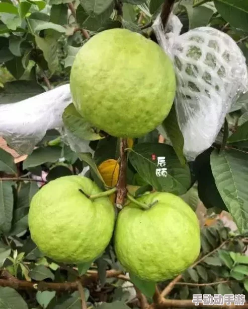 丝瓜草莓向日葵芭乐黄瓜小猪鸭脖绿巨人：新鲜美味的夏季水果与创意菜肴，带你领略独特的风味体验！