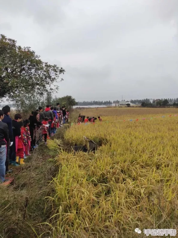 玉米地刮伦在丰收的季节里农民们齐心协力共同努力迎接美好未来展现出团结与希望的力量