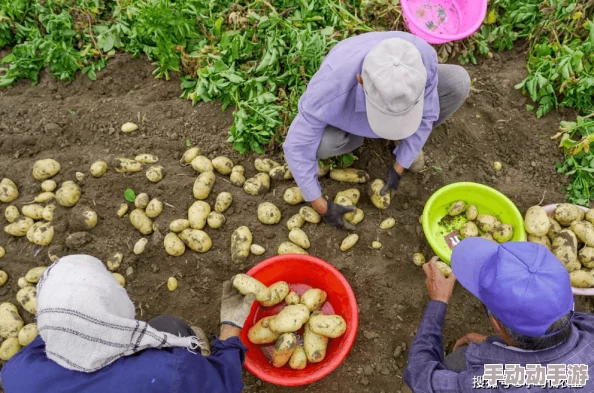 一小时人生游戏：土豆种植全攻略，从播种到做成熟土豆详解