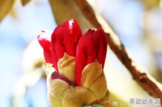 用力挺进她的花苞啊太深了！最新研究表明这种行为可能导致花朵损伤，请谨慎对待自然生态