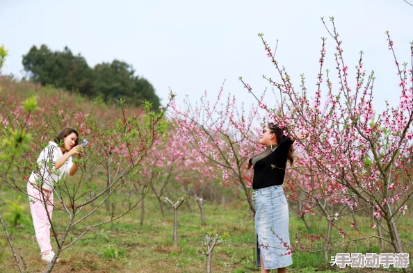 阴阳师手游桃花妖全新皮肤'清香摇影'图鉴情报全面解析与一览