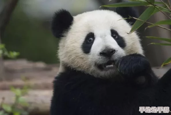 中国撒尿毛茸茸这才是真正的国宝级萌物