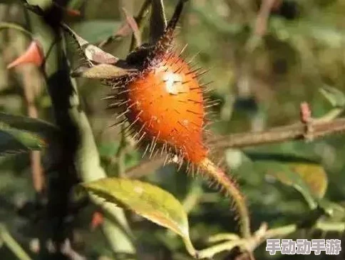 朴妮唛种子是一种珍贵的植物种子，具有极高的观赏价值和药用潜力