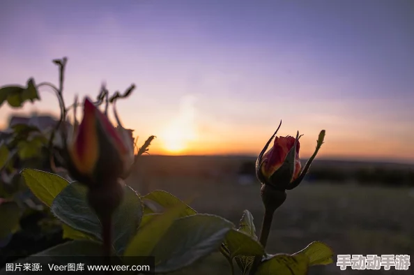 乱在线伦视频免费新夕阳玫瑰