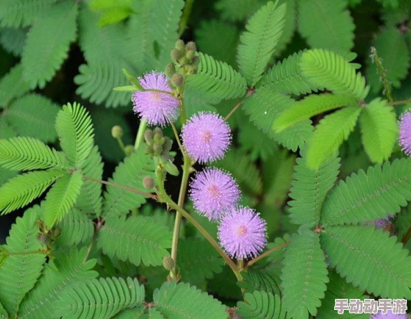 含羞草2024隐藏途径指的是通过特殊渠道获取或体验含羞草的独特生长环境和观赏方式