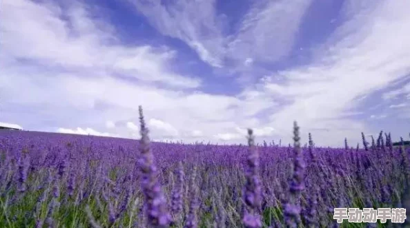 亚洲一区欧洲一区春季旅游热点樱花盛开与薰衣草田园风光吸引大量游客