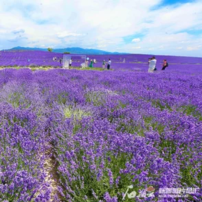 亚洲一区欧洲一区春季旅游热点樱花盛开与薰衣草田园风光吸引大量游客