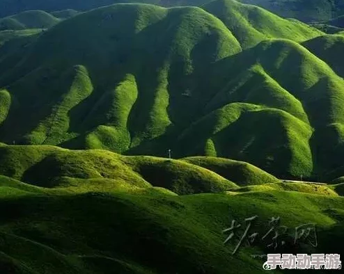 小草神座旅行者胡萝卜象征着自然与探索的精神食粮