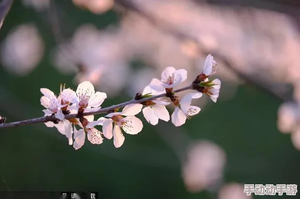 春暖花开x吧有你春风送暖花儿笑颜绽放吧友齐聚共赏美景