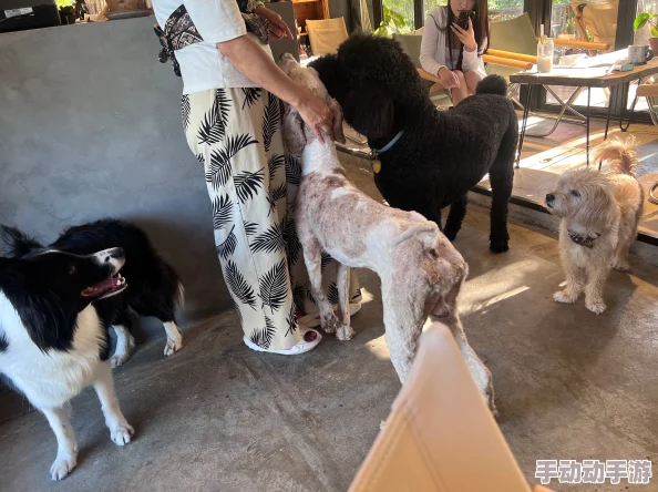 乱辈通奷XXXXXHD猛交小区门口新开了一家宠物咖啡馆生意火爆
