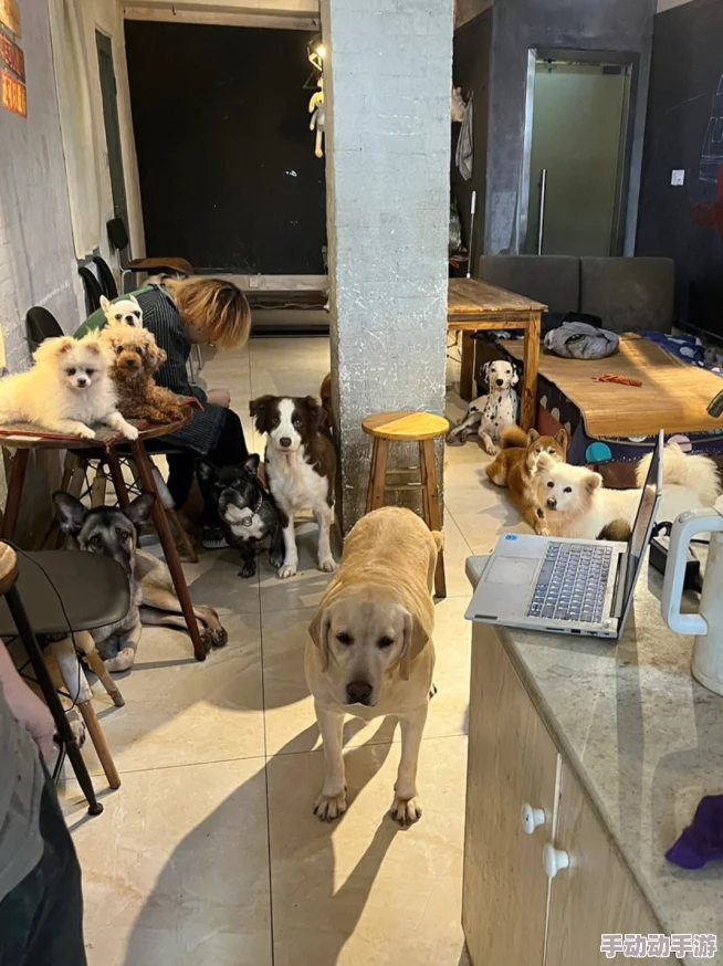 乱辈通奷XXXXXHD猛交小区门口新开了一家宠物咖啡馆生意火爆