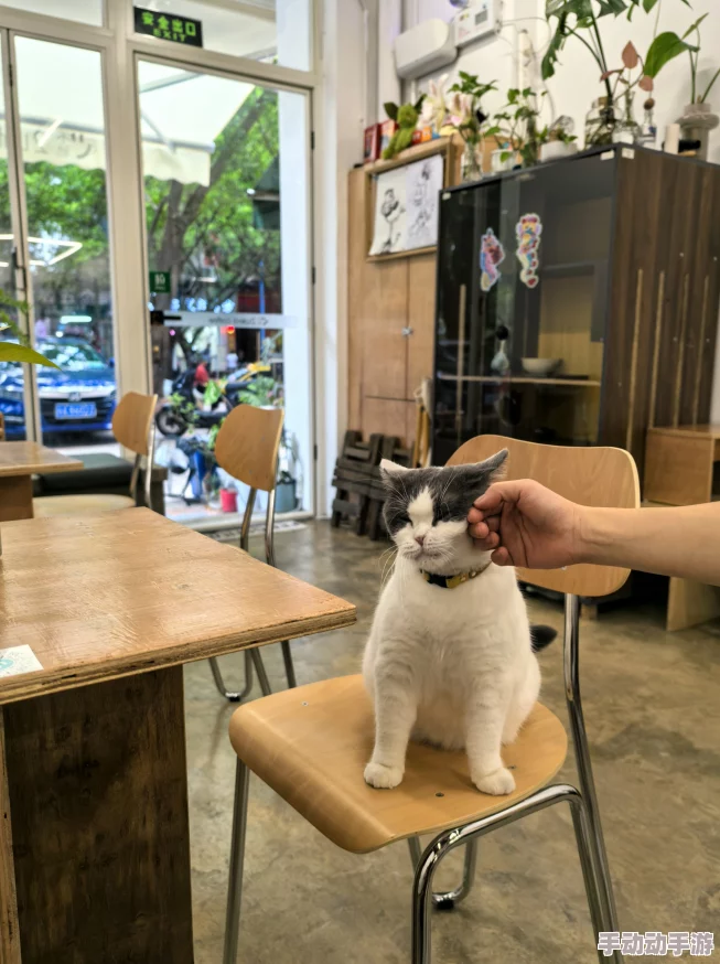 乱辈通奷XXXXXHD猛交小区门口新开了一家宠物咖啡馆生意火爆