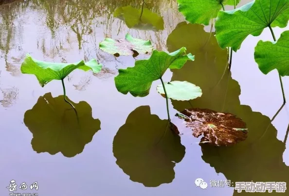 青青青青青青青青草近日科学家发现了一种新型植物能够有效吸收空气中的二氧化碳并释放氧气