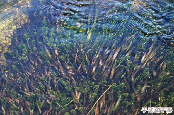 水川：探索水下世界的奇妙生物与生态系统