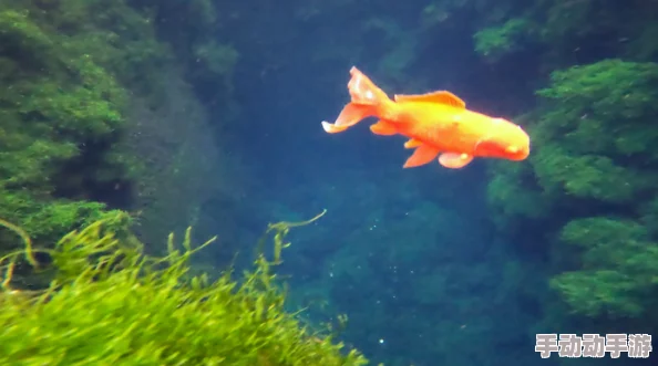 水川：探索水下世界的奇妙生物与生态系统