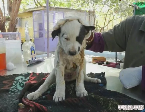 大奶母狗近日一只大奶母狗在公园里吸引了众多路人的目光，成为了大家拍照的对象。