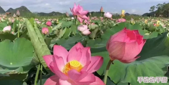 一受封疆txt野兰花在风中摇曳展现生命的坚韧与美丽勇敢追求梦想绽放自我光彩