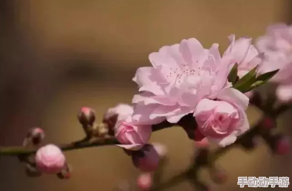 桃花久久愿你在生活中绽放如花勇敢追梦心怀希望每一天都充满阳光