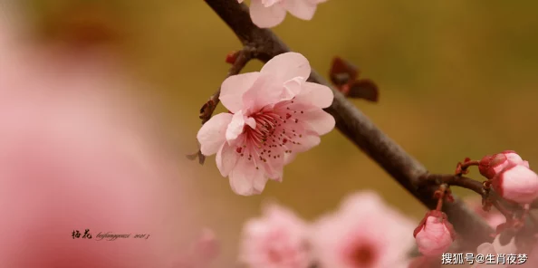 桃花久久愿你在生活中绽放如花勇敢追梦心怀希望每一天都充满阳光