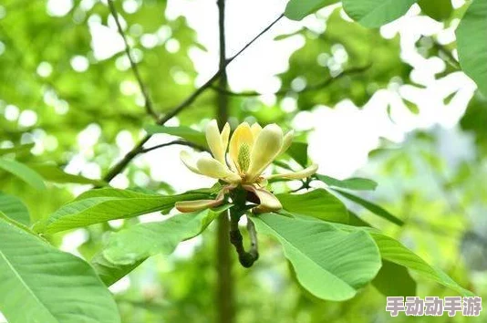 《王者荣耀》周年庆草木风华系列皮肤汇总，惊喜消息：全新限定皮肤即将登场！