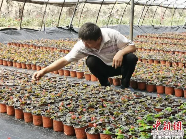 美园和花种地吧第二季播种希望收获未来让我们一起努力创造美好生活