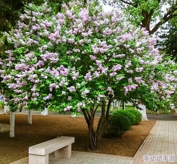 深爱丁香近日丁香花盛开吸引众多游客前来观赏摄影活动热烈进行中