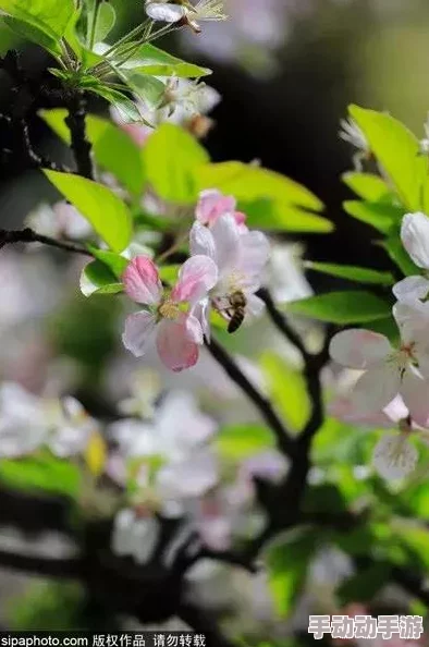 深爱丁香近日丁香花盛开吸引众多游客前来观赏摄影活动热烈进行中