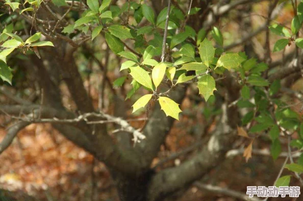 《洪荒西行录》快速升级全攻略：揭秘独家技巧，助你飞速成长，更有惊喜礼包等你拿！