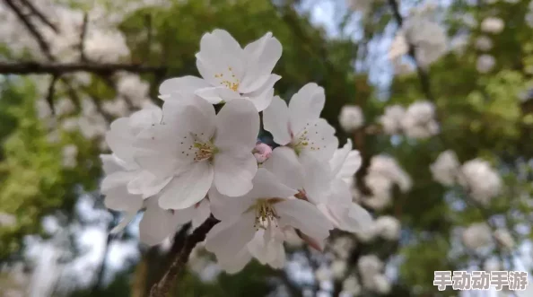 完成“神樱大拔”任务全攻略，揭秘隐藏彩蛋：惊喜奖励等你拿！详细指南在此！