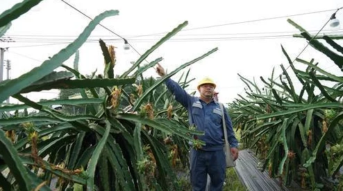 快草我近日一项研究发现，植物在夜间也能进行光合作用，科学家们对此进行了深入探讨。