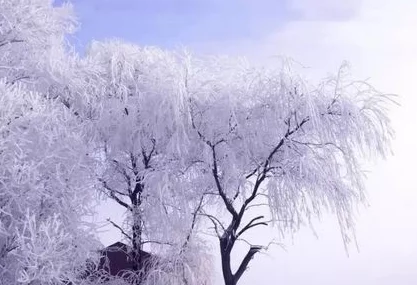 龙根傻子的春天冰雪消融，春回大地，傻子龙根的爱情也悄然萌芽