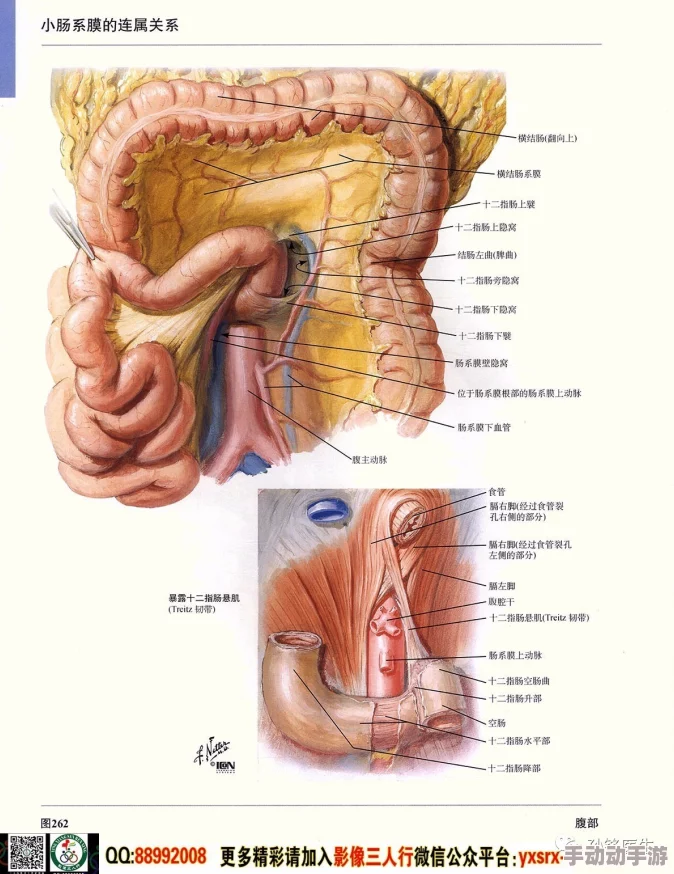 美鲍人体解剖学图谱新增高清3D模型及交互式学习功能