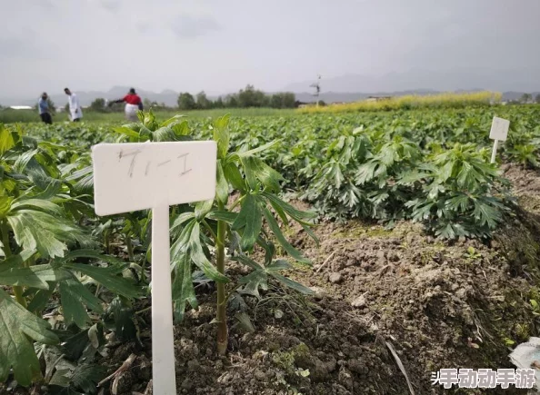 不良研究所地址一让我们一起努力追求梦想，创造美好未来