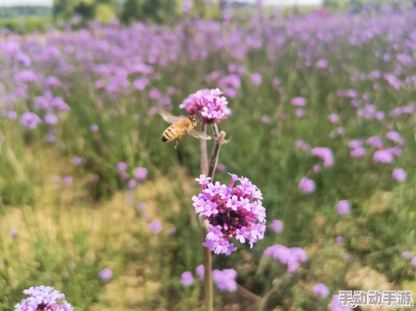 五月花婷婷花开满园香气袭人引蜂蝶翩翩起舞