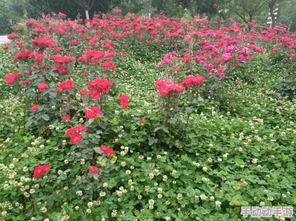 五月花婷婷花开满园香气袭人引蜂蝶翩翩起舞