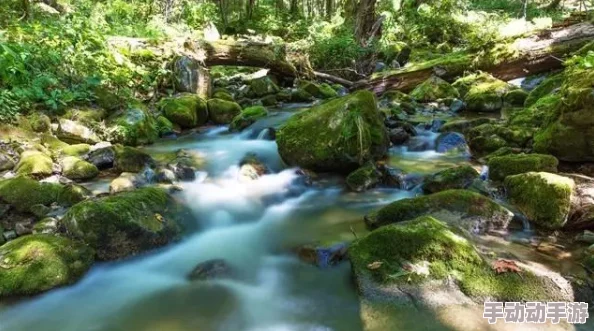 浓密的森林小溪在流淌水潺潺流过青苔石，阳光透过树叶洒下斑驳光影