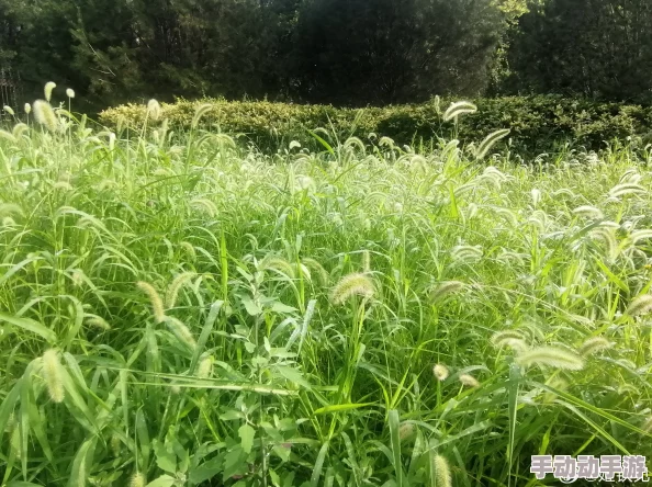 婷婷久草春风拂绿，万物生长，婷婷的草地更加茂盛了