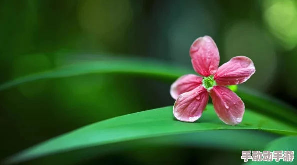 惊喜揭秘！心动小镇扶桑花杂交秘籍：高效种植与独特杂交公式大公开