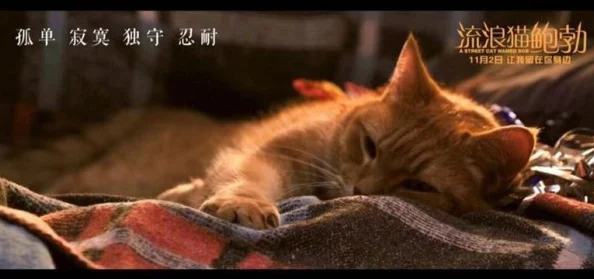 激情深爱五月流浪猫鲍勃（原声版）陪伴与爱让生活充满希望与温暖